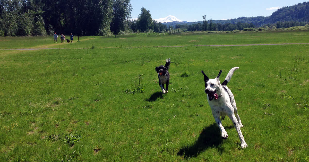 Sandy River Delta (Thousand Acres Dog Park) dog park